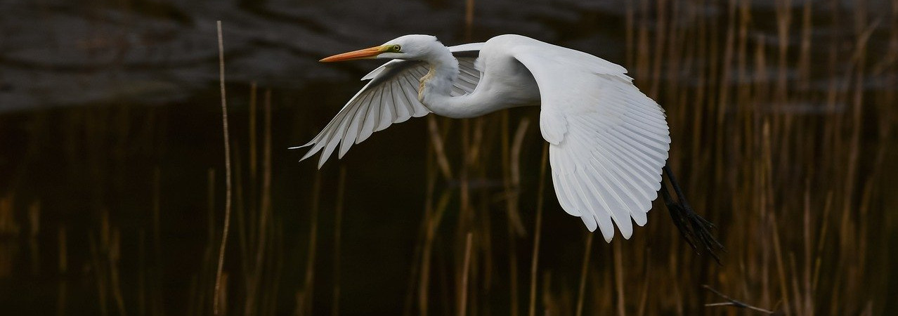 Umiłowany, pragnę przede wszystkim, aby ci się dobrze powodziło i abyś był zdrowy, tak jak dobrze się powodzi twojej duszy.