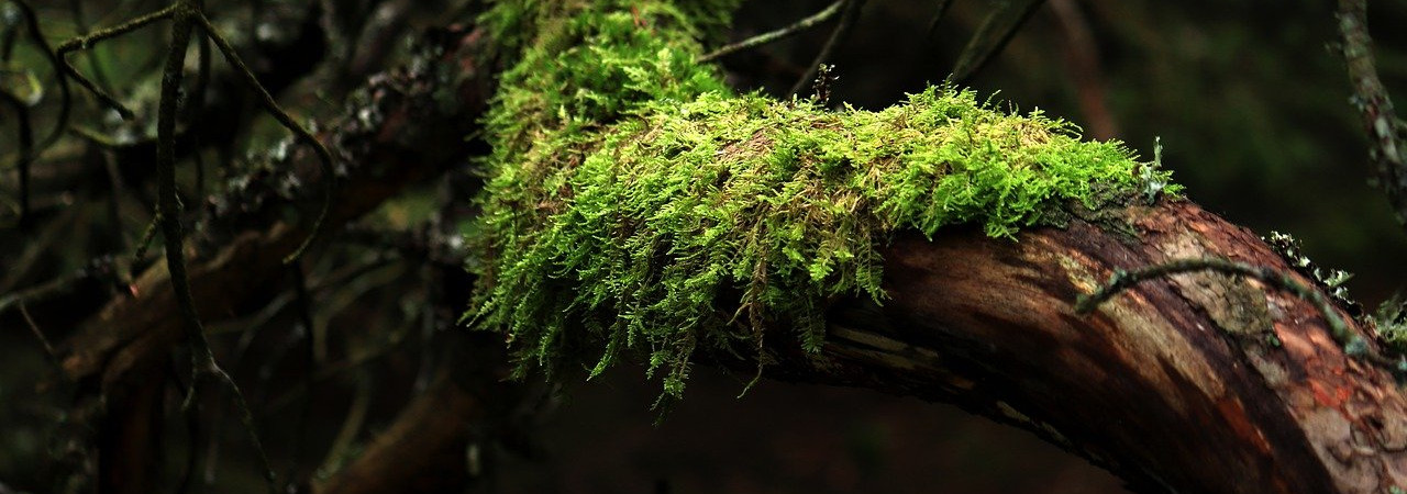 Każdy, kto wykracza poza naukę Chrystusa, a nie pozostaje w niej, ten nie ma Boga. Kto pozostaje w nauce Chrystusa, ten ma i Ojca, i Syna. 