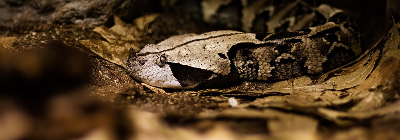 Takie jest przymierze, które zawrę z nimi po tych dniach, mówi Pan: Włożę moje prawa w ich serca i wypiszę je na ich umysłach;  Potem dodaje: A ich grzechów i nieprawości więcej nie wspomnę. 