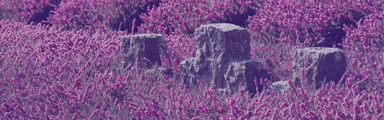Gdyż wszelkie ciało jest jak trawa, a wszelka chwała człowieka jak kwiat trawy. Trawa uschła, a jej kwiat opadł;  Lecz słowo Pana trwa na wieki. A jest to słowo, które zostało wam zwiastowane.