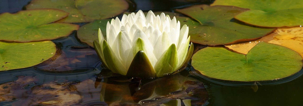 Jezus odpowiedział: Zaprawdę, zaprawdę powiadam ci: Jeśli się ktoś nie narodzi z wody i z Ducha, nie może wejść do królestwa Bożego. Co się narodziło z ciała, jest ciałem, a co się narodziło z Ducha, jest duchem.